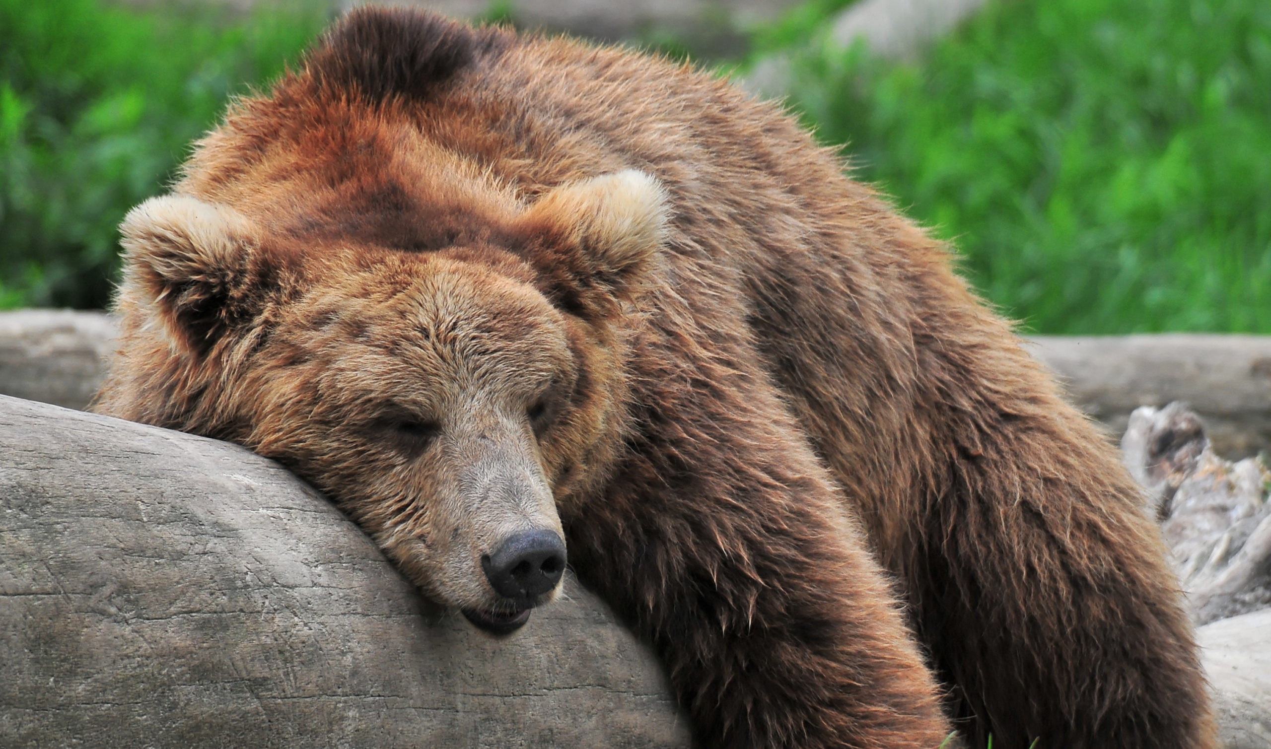 7 Animals with Amazing Sleep Habits | Mattress Online Blog
