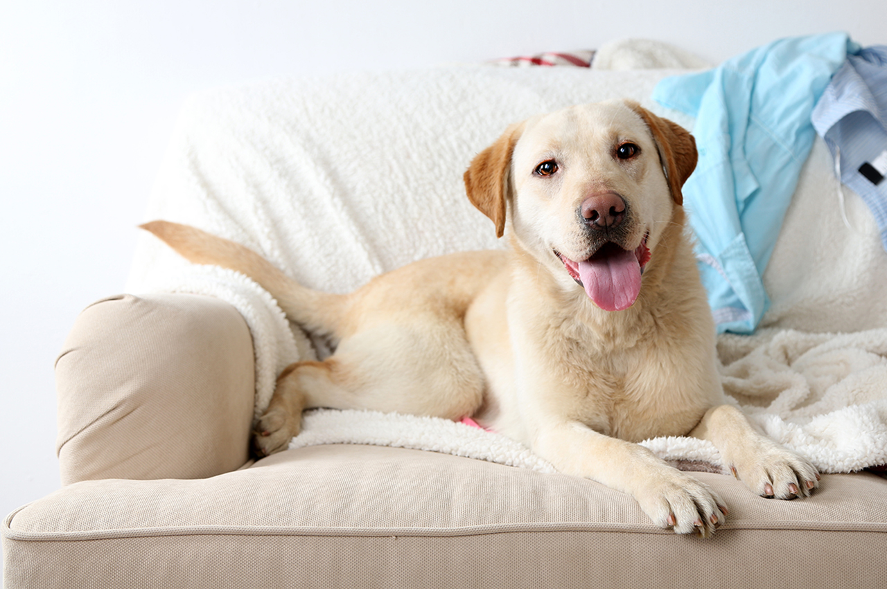 Labrador dog lying on a settee